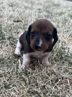 Bella, a female Miniature Dachshund for sale in Wheaton, MO – Photo 4 of 4