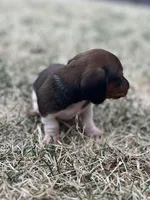 Bella, a female Miniature Dachshund for sale in Wheaton, MO – Photo 3 of 4