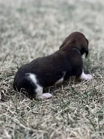 Bella, a female Miniature Dachshund for sale in Wheaton, MO – Photo 2 of 4