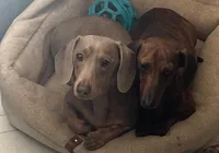 Bella, a female Miniature Dachshund for sale in Republic, MO – Photo 5 of 6