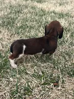 Bella, a female Miniature Dachshund for sale in Republic, MO – Photo 3 of 6