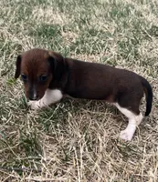 Bella, a female Miniature Dachshund for sale in Republic, MO – Photo 4 of 6