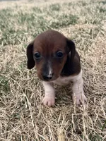 Bella, a female Miniature Dachshund for sale in Republic, MO – Photo 2 of 6