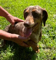 Bella, a female Miniature Dachshund for sale in Republic, MO – Photo 6 of 6