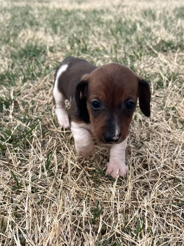 Bella – Miniature Dachshund puppy for sale in Wheaton, MO
