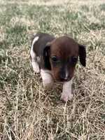 Bella, a female Miniature Dachshund for sale in Republic, MO – Photo 1 of 6