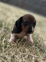 Bella, a female Miniature Dachshund for sale in Wheaton, MO – Photo 1 of 4
