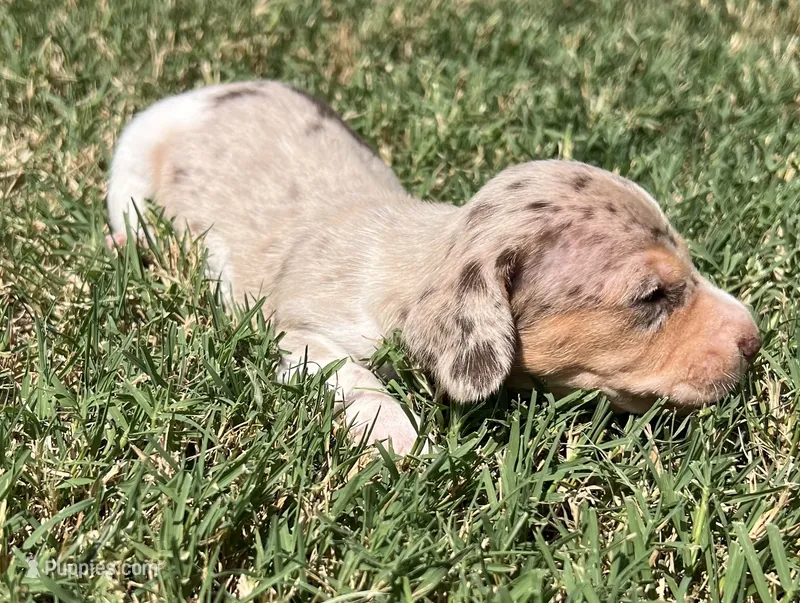 Izzie – Miniature Dachshund puppy for sale in Republic, MO