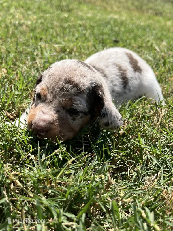 Maggie – Miniature Dachshund puppy for sale in Republic, MO