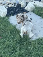 Maggie, a female Miniature Dachshund for sale in Republic, MO – 4 of 7