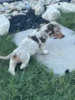 Maggie, a female Miniature Dachshund for sale in Republic, MO – 7 of 7