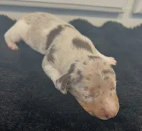 Izzie, a female Miniature Dachshund for sale in Republic, MO – 4 of 4