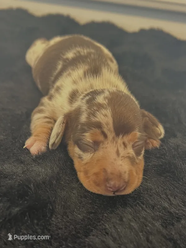 Bubbsie – Miniature Dachshund puppy for sale in Republic, MO