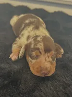 Bubbsie, a male Miniature Dachshund for sale in Republic, MO – 1 of 4