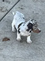 Maggie, a female Miniature Dachshund for sale in Republic, MO – 3 of 7