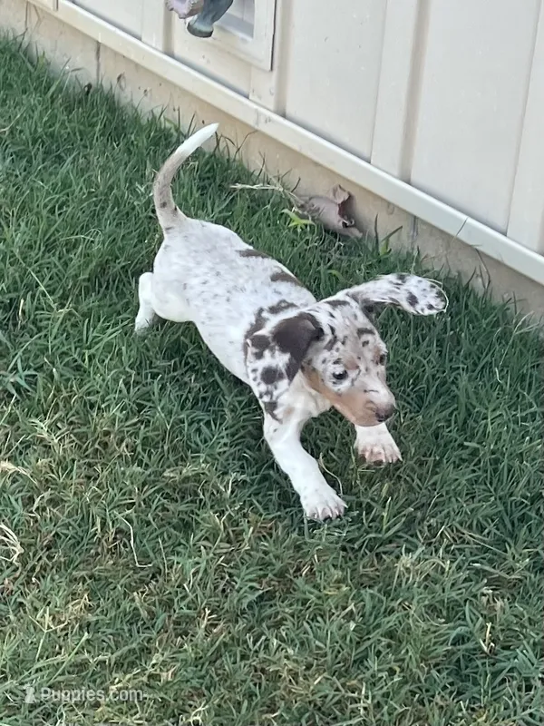 Maggie – Miniature Dachshund puppy for sale in Republic, MO