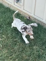 Maggie, a female Miniature Dachshund for sale in Republic, MO – 1 of 7