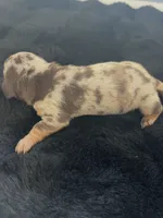 Izzie, a female Miniature Dachshund for sale in Republic, MO – 2 of 4
