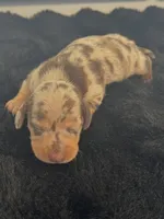 Ellie, a female Miniature Dachshund for sale in Republic, MO – 2 of 2