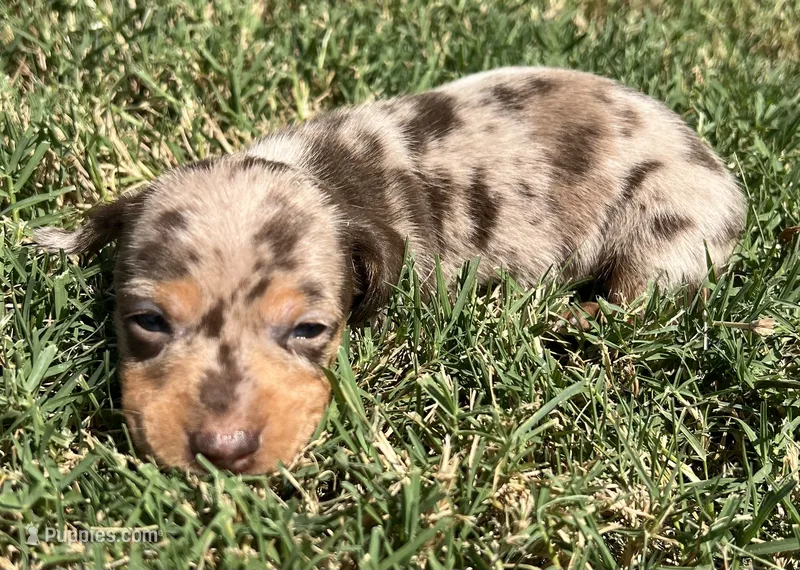 Ellie – Miniature Dachshund puppy for sale in Republic, MO