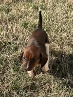 Bella, a female Miniature Dachshund for sale in Republic, MO – Photo 3 of 4