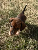Bella, a female Miniature Dachshund for sale in Republic, MO – Photo 4 of 4