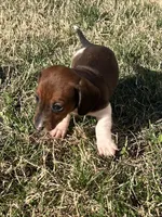 Bella, a female Miniature Dachshund for sale in Republic, MO – Photo 2 of 4