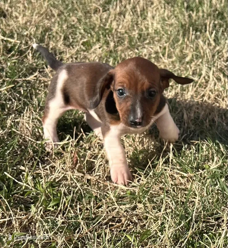 Bella, a female Miniature Dachshund for sale in Republic, MO – Photo 1 of 4