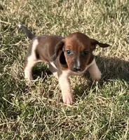 Bella, a female Miniature Dachshund for sale in Republic, MO – Photo 1 of 4