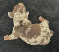 Bubbsie, a male Miniature Dachshund for sale in Republic, MO – 4 of 4