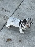 Maggie, a female Miniature Dachshund for sale in Republic, MO – 6 of 7