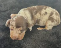 Bubbsie, a male Miniature Dachshund for sale in Republic, MO – 3 of 4