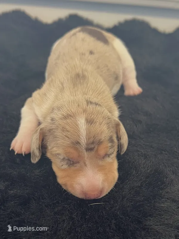 Maggie – Miniature Dachshund puppy for sale in Republic, MO
