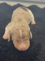 Maggie, a female Miniature Dachshund for sale in Republic, MO – 1 of 3