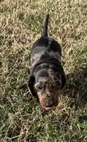 Daisy , a female Miniature Dachshund for sale in Republic, MO – Photo 3 of 5