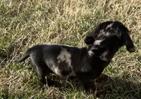 Daisy , a female Miniature Dachshund for sale in Republic, MO – Photo 5 of 5