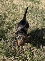 Daisy , a female Miniature Dachshund for sale in Republic, MO – Photo 4 of 5
