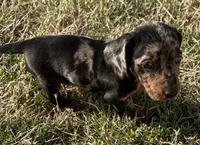Daisy , a female Miniature Dachshund for sale in Republic, MO – Photo 2 of 5