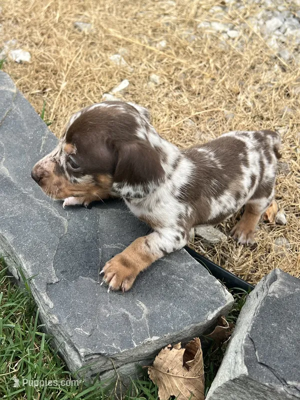 Bubbsie – Miniature Dachshund puppy for sale in Republic, MO