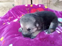 Tala, a female German Shepherd Dog and Siberian Husky for sale in Barstow, CA – Photo 3 of 3