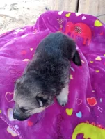 Tala, a female German Shepherd Dog and Siberian Husky for sale in Barstow, CA – Photo 2 of 3