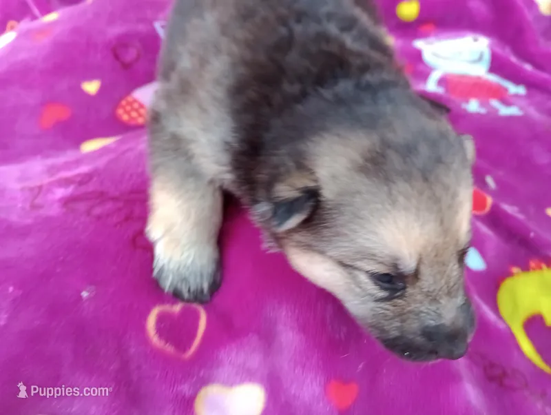 Tala – German Shepherd Dog, Siberian Husky puppy for sale in Barstow, CA