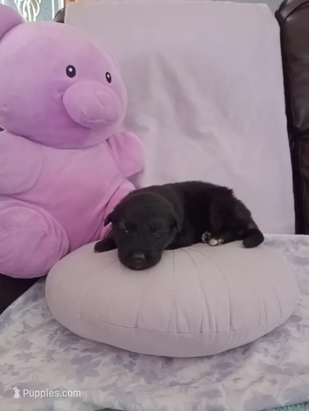 Limette  – German Shepherd Dog, Siberian Husky puppy for sale in Barstow, CA