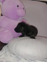 Limette , a female German Shepherd Dog and Siberian Husky for sale in Barstow, CA – Photo 3 of 3