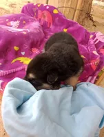 Porcius , a male German Shepherd Dog and Siberian Husky for sale in Barstow, CA – Photo 2 of 3