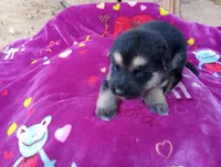 Porcius , a male German Shepherd Dog and Siberian Husky for sale in Barstow, CA – Photo 3 of 3