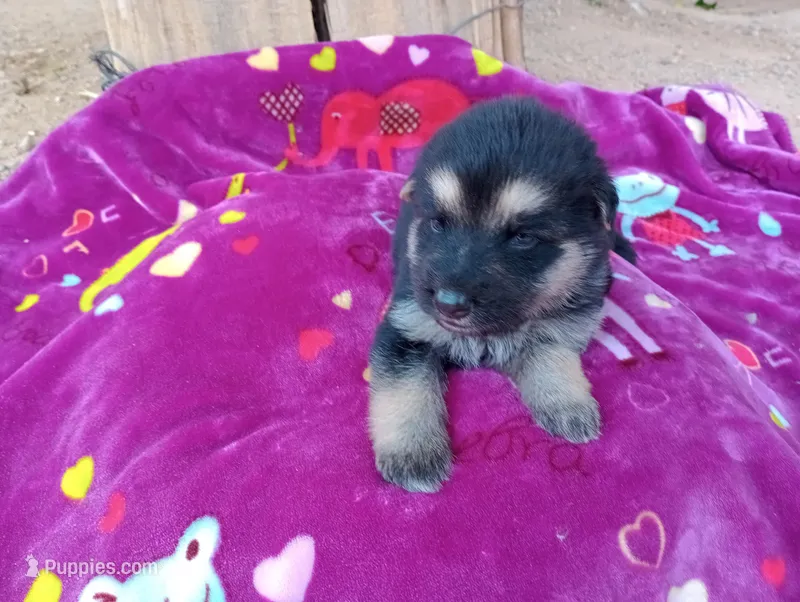 Porcius  – German Shepherd Dog, Siberian Husky puppy for sale in Barstow, CA