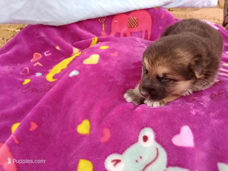 Poorvi  – German Shepherd Dog, Siberian Husky puppy for sale in Barstow, CA