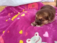 Poorvi , a female German Shepherd Dog and Siberian Husky for sale in Barstow, CA – Photo 1 of 2