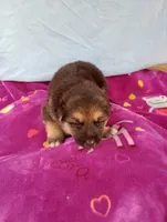 Poorvi , a female German Shepherd Dog and Siberian Husky for sale in Barstow, CA – Photo 2 of 2